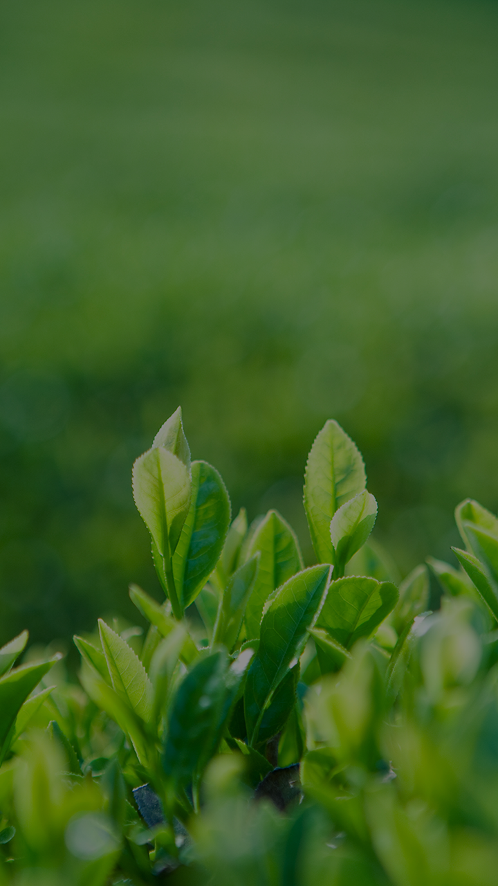 mc01_이미지_mob 0